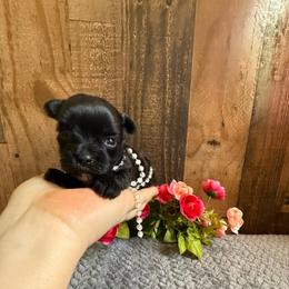 Velvet - Black and gold female Yorkshire Terrier puppy in Howe, Oklahoma from Ray Holder