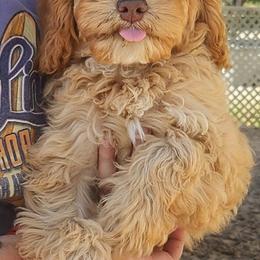 Girl 2 - female Australian Labradoodle puppy in Ocala, Florida from Vinton Valley Australian Labradoodles