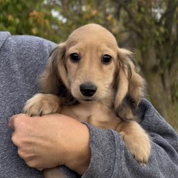 Muenster 5000 - Cream male Dachshund puppy in Crystal, Michigan from Mare-bella Dachshunds