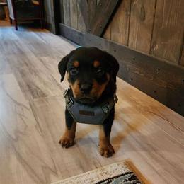Rottweiler Puppies from G.M. Rottweilers"OHIO"