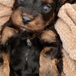 Boots - Black and tan male Cavapoo puppy in Cameron, South Carolina from Sassy Sailor & Company