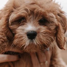 Cavapoos, Golden Retrievers, and Poodles from Circle T Ranch K9s