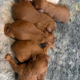 Boy 2 - Red male Cavapoo puppy in Pasco, Washington from Beth's Cavapoos