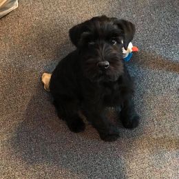 Standard Schnauzer Puppies from Stahlkrieger Standard Schnauzers
