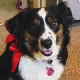 Miniature American Shepherds and Miniature Australian Shepherds from Westeros Mini American Shepherds