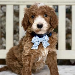 Yogi-Navy blue collar male - Red  male Goldendoodle puppy in Yuciapa, California from AlltheDoodlez_