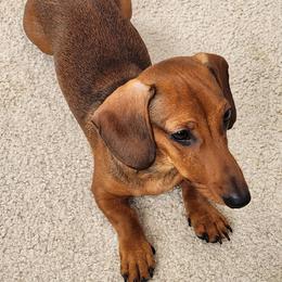 Dachshund Puppies from Army of Dachshunds