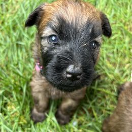 Soft Coated Wheaten Terrier Puppies from Wagging Wheatens