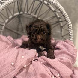 Latte - Brown female Poodle puppy in Poplarville, Mississippi from Southern Belle Poodles