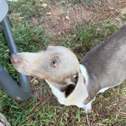 Amelia - Dachshund