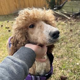 Lettie - Poodle