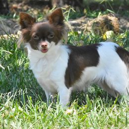 Carolina - Chihuahua