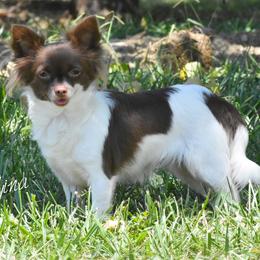 Carolina - Chihuahua