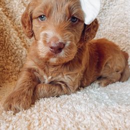 Goldendoodle Puppies from Summer Sun Doodles