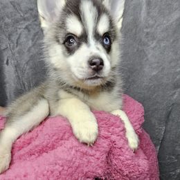 Aussiedoodle, Cavalier King Charles Spaniel, Companion Cross, French Bulldog, Goldendoodle, Morkie, Pomsky, Pug, and Yorkshire Terrier Puppies from We R Puppies