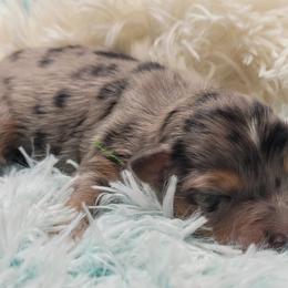 Reese - male Miniature Australian Shepherd puppy in Deer Park, Washington from Rodeo Aussies