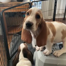Harley - Lemon and white female Basset Hound puppy in Willow Spring, North Carolina from Blackberry Creek Basset Hounds