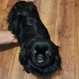 Izzy - Pekingese