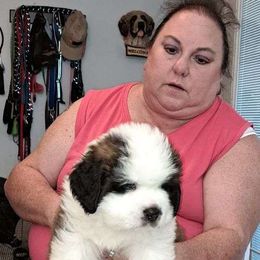 Saint Bernard Puppies from Wintercrest St. Bernards