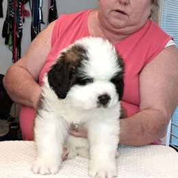 Saint Bernard Puppies from Wintercrest St. Bernards