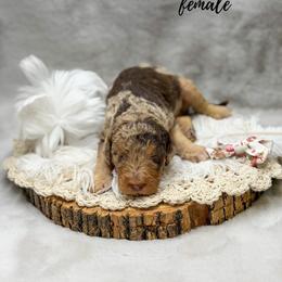 Raven - Merle female Goldendoodle puppy in Williamson, New York from Lakeside Doodles