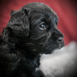 Nick - Black male Cavapoo puppy in North Branch, Minnesota from Rosie’s Pups MN