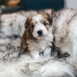 Goldendoodle and Havapoo Puppies from Lady Paws Puppies