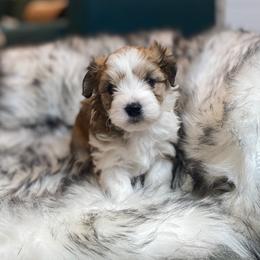 Goldendoodle and Havapoo Puppies from Lady Paws Puppies