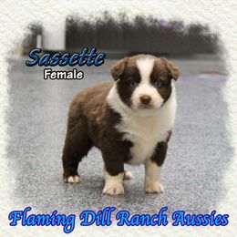Sassette - Red & white female Miniature Australian Shepherd puppy in Forestburg, Texas from Flaming Dill Ranch Aussies