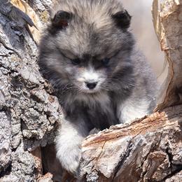 Pomsky Puppies from New World Pomskies