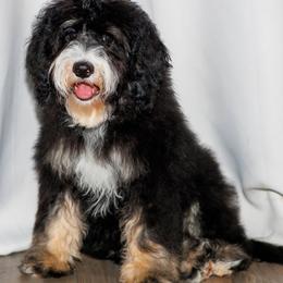 Mack (aka Alfalfa) - Tri-color male Bernedoodle puppy in Gilbert, Arizona from Safe Havynn Doodles