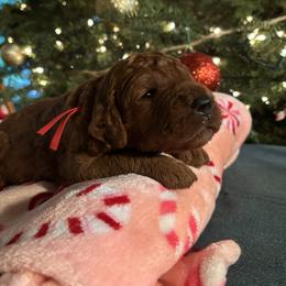 Holly - Red  female Goldendoodle puppy in Arcadia, California from Ginger Doodles