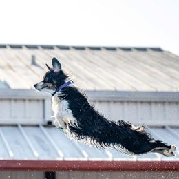 Nike - Miniature American Shepherd