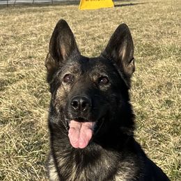 German Shepherds from Von Charry German Shepherd’s