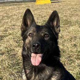 German Shepherds from Von Charry German Shepherd’s
