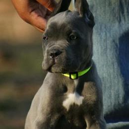 Rogue aka Light Green collar - Gray female Cane Corso puppy in Houston, Texas from Zenith Cane Corso