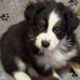 Boy 3 - Black tri male Miniature Australian Shepherd puppy in Corydon, Indiana from Arbuckle’s Lookin Good Aussies (LGA)