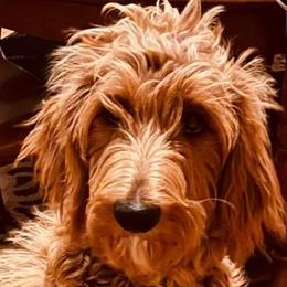 Millie - Goldendoodle