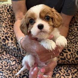 Spice - Blenheim male Cavalier King Charles Spaniel puppy in Lula, Georgia from Cavaliers by Crumley