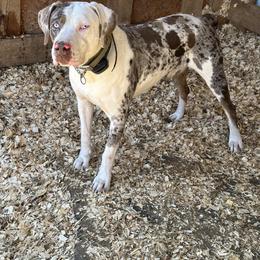 Ranger - Catahoula Leopard Dog