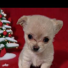 Angel - Cream female Chihuahua puppy in Kyle, Texas from joy of chihuahuas tx