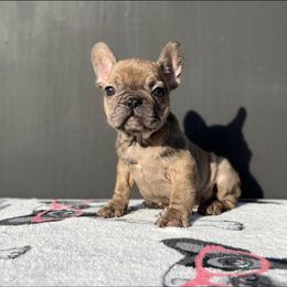 "Female" French Bulldog Puppies from Pacific Bulldogs