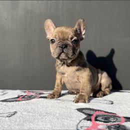 "Female" French Bulldog Puppies from Pacific Bulldogs