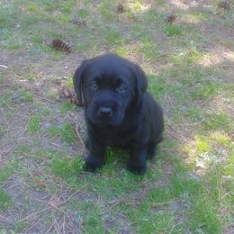 Muffin (Pink Collar) - Black female Labrador Retriever puppy in Prince George, Virginia from Kingdom Kenelz Labradors