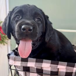 Girl 1 - Black female Labrador Retriever puppy in North East, Pennsylvania from Newara’s Dog House LLC