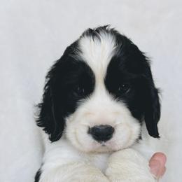 Cowboy - Black and white male English Springer Spaniel puppy in Casa Grande, Arizona from The Spaniel Garden