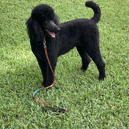Poodle Puppies from Ocala Standard Poodles