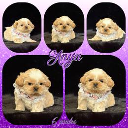 Anya - Cream and white female Shih Tzu puppy in Yelm, Washington from Lala's All Star Shih Tzu