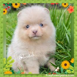 Cheetah - Chocolate merle female Pomeranian puppy in Eatonville, Washington from Foxy Forest Poms