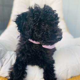 Perrine - Black female Goldendoodle puppy in Bentonville, Arkansas from Bentonville Doodles